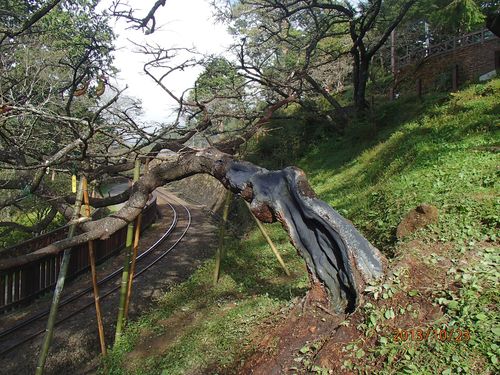 病気のサクラを日本の樹木医チームが治療 台湾 阿里山 13年11月4日 エキサイトニュース