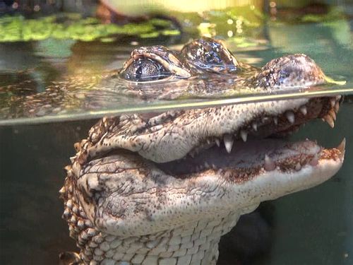 北海道からやって来た3匹のヨウスコウワニ 台湾の動物園でお披露目 15年9月15日 エキサイトニュース
