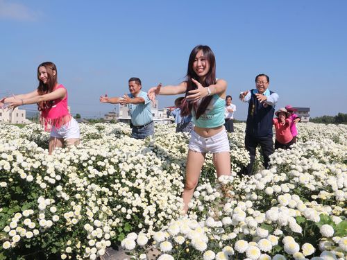 農家と美女が花畑で Ppap 菊まつりの開催pr 台湾 苗栗 16年11月15日 エキサイトニュース
