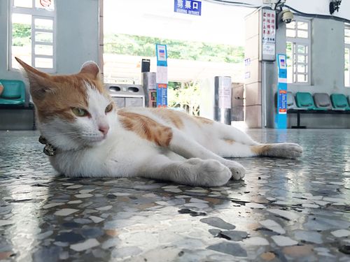 駅に住み着いた野良猫 まるで我が家のようにリラックス 台湾 集集線 17年9月7日 エキサイトニュース