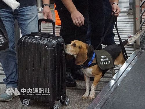 検疫探知犬を足蹴にした公務員 異動命じられ過料科される 台湾 19年2月16日 エキサイトニュース