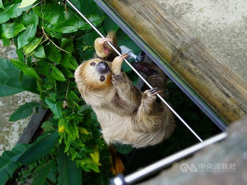 台北市立動物園で珍事 家出 のナマケモノ 来園客に大接近 21年1月15日 エキサイトニュース