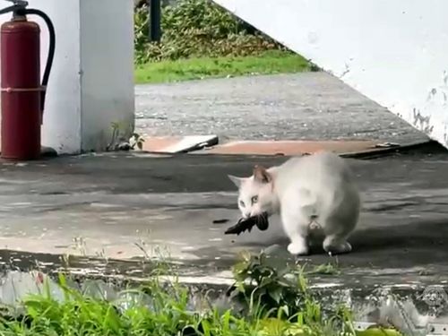 冬休み延長で空腹絶頂の学校猫 ツバメ狩りで自給自足 Snsで話題に 台湾 21年2月日 エキサイトニュース