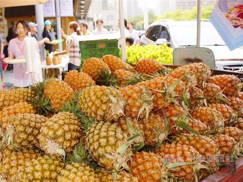 台湾生まれのパイナップル品種 中国に流出 法改正で対応へ 21年3月10日 エキサイトニュース