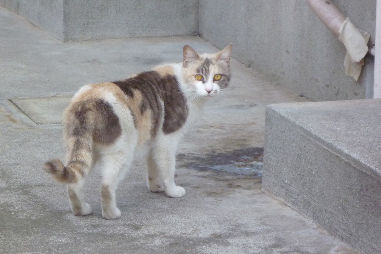 頭部切断 首に巻きついた腸 猫の残虐死体を遺棄し続ける 犯人の影を追う 18年5月23日 エキサイトニュース 2 4