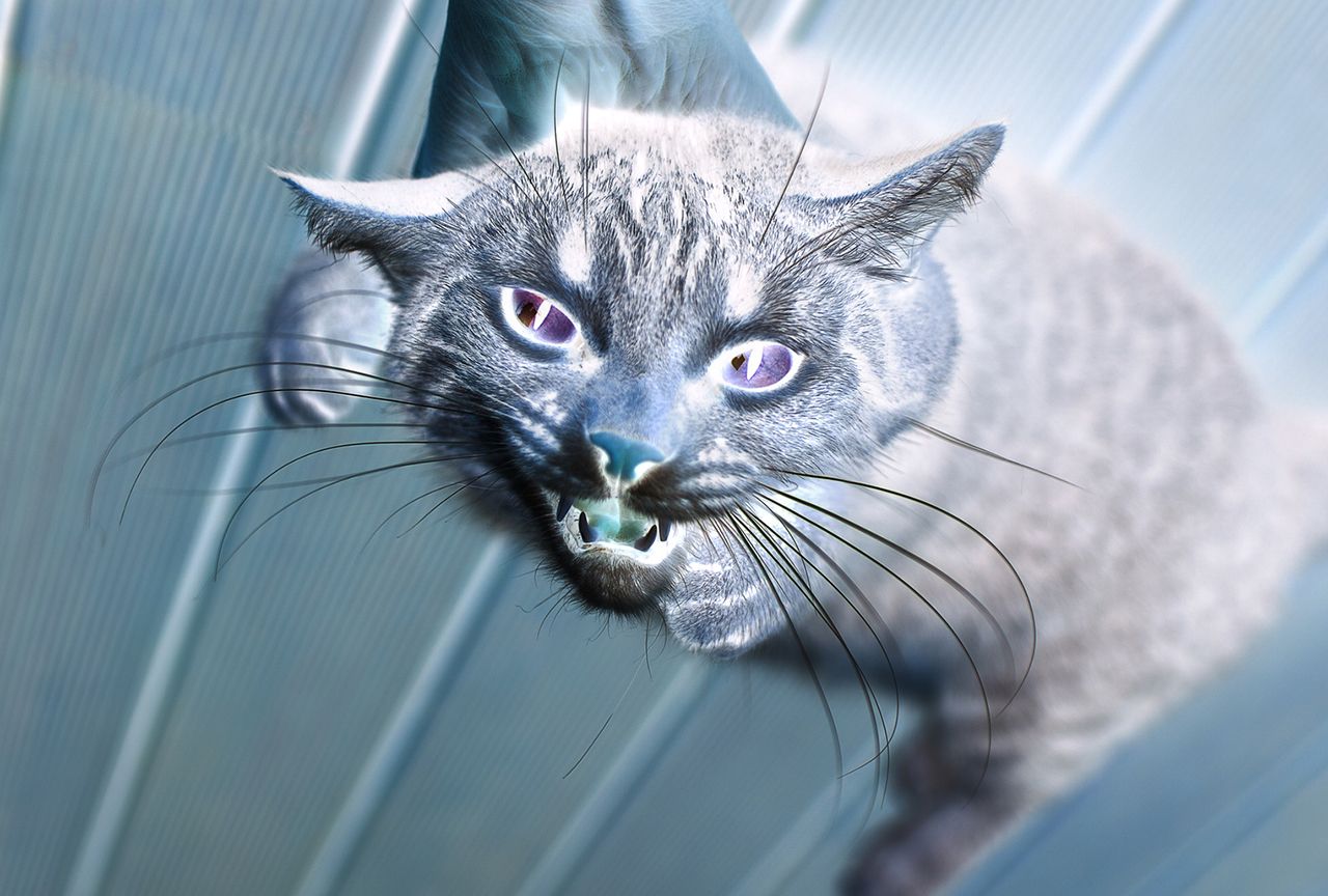 胴体が真っ二つ ぶくぶくと内臓が露出 住民がおののく 猫の変死体が続出 の怪 2018年12月28日 エキサイトニュース