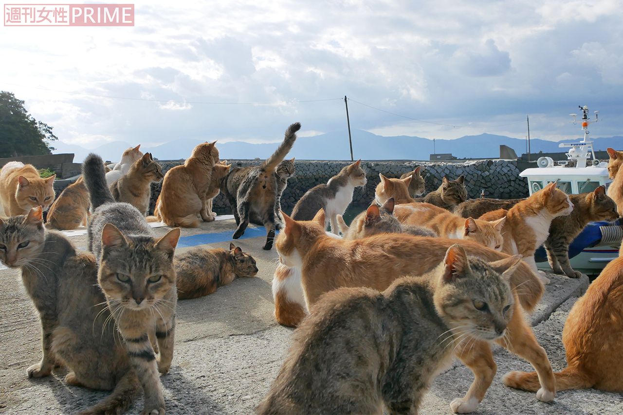 死骸が転がり地獄絵図と化した 猫の楽園 青島を救った Tnr って 19年10月13日 エキサイトニュース