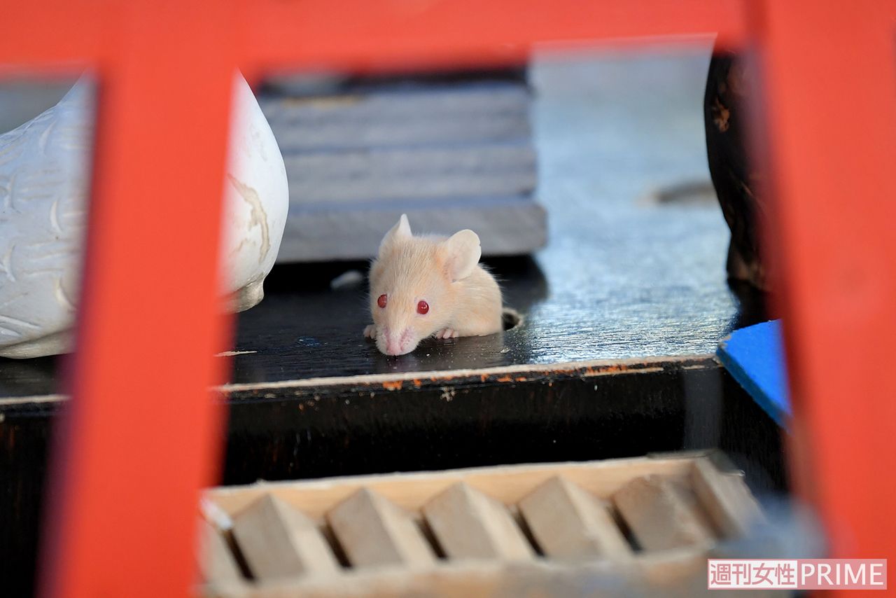 子年 の年は ネズミの出 を拝みにモフモフいっぱいの ネズミの国 へ 19年12月26日 エキサイトニュース 3 4