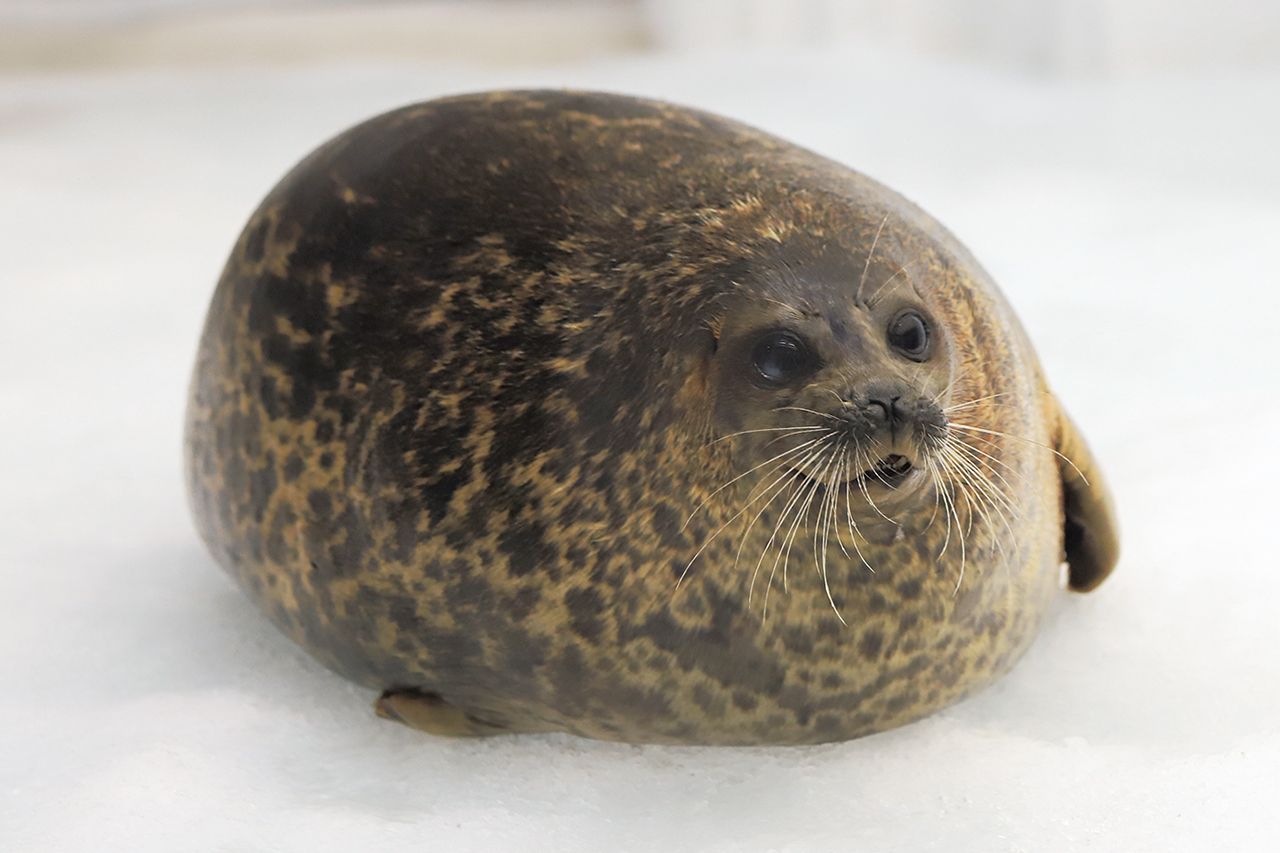 丸すぎるアザラシ がsnsで話題 ニコニコ幸せそうな表情に癒される 年4月18日 エキサイトニュース