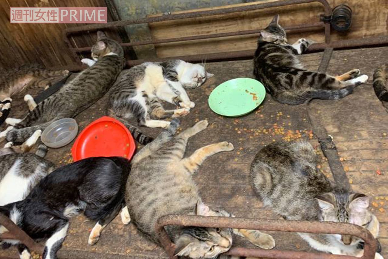 多頭飼育崩壊 一軒家に猫144匹 子猫の死体が転がる惨状も 行政は知らん顔 の闇 年12月14日 エキサイトニュース