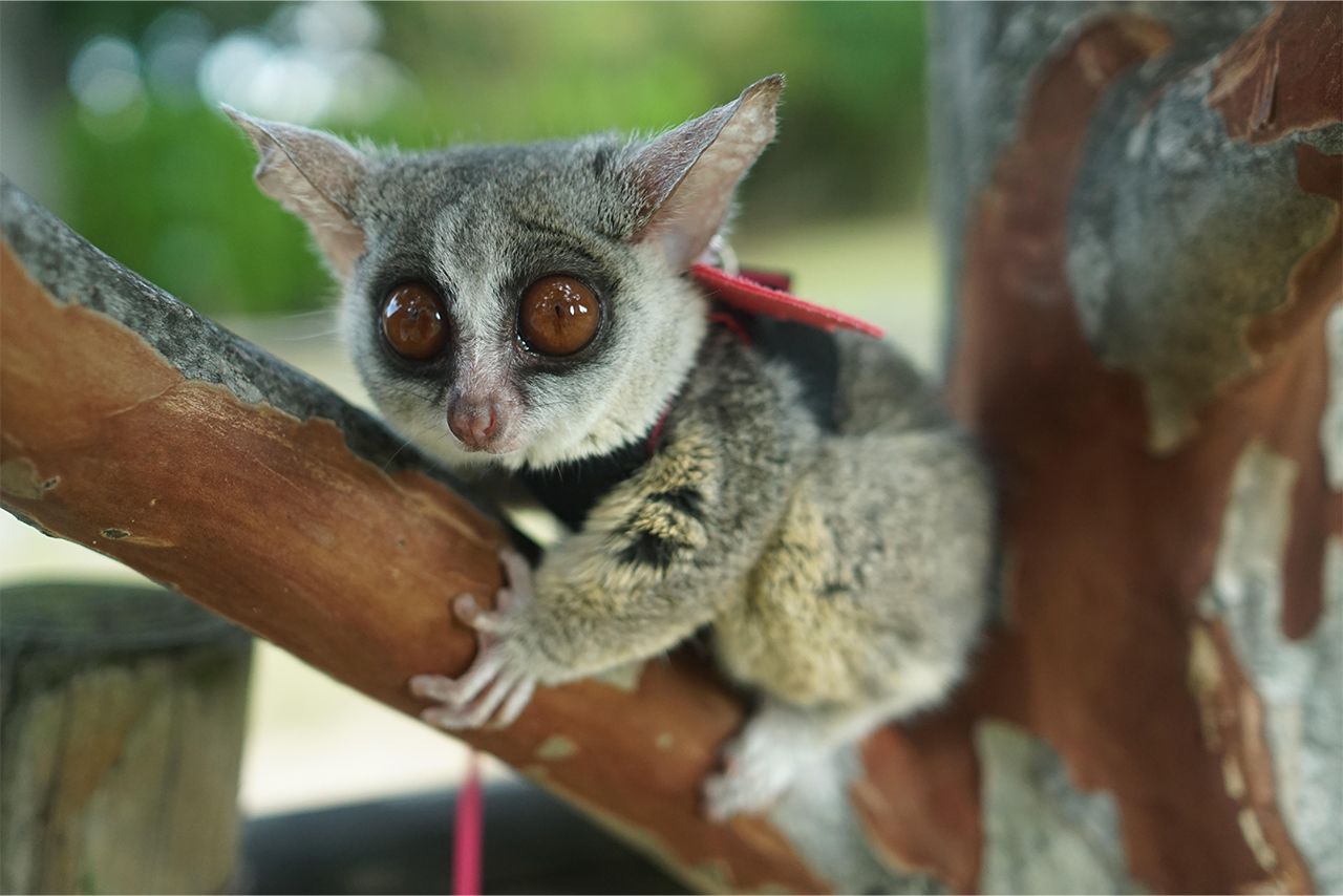 夜行性動物を昼間のスタジオへ かわいいい と 映え に搾取される動物たち 21年12月3日 エキサイトニュース