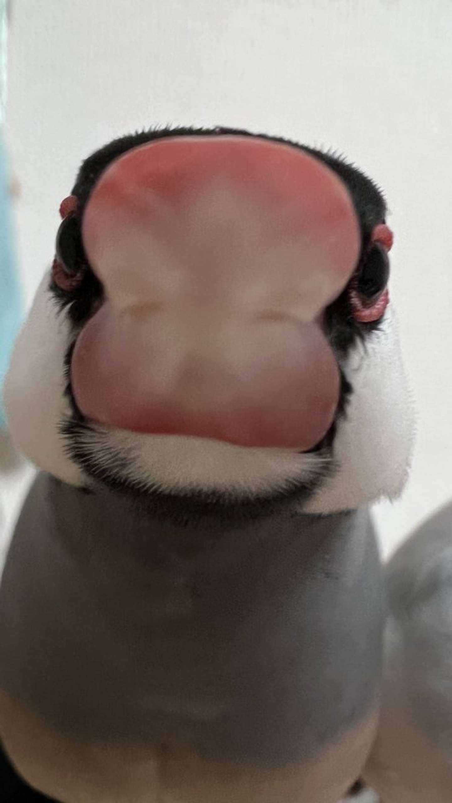 どえらいタラコ唇かと スマホに近付きすぎた文鳥さん 衝撃の姿で激写される 22年7月17日 エキサイトニュース