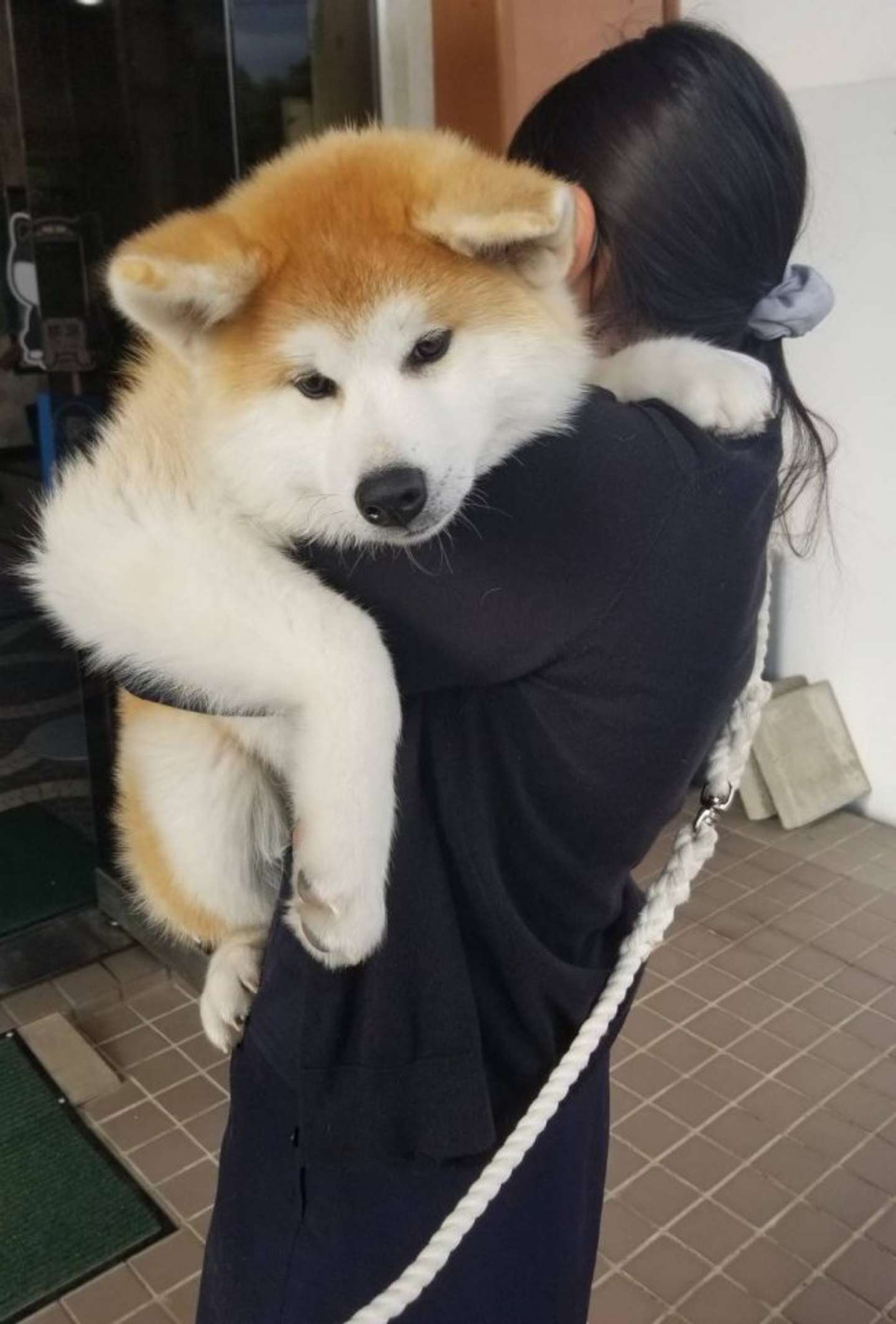 生後4か月の 赤ちゃん マジかよ 思わず目を疑っちゃう秋田犬の写真に反響 22年6月17日 エキサイトニュース