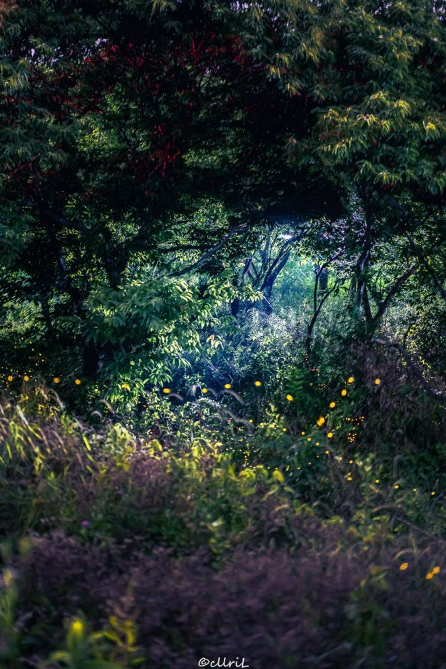 妖精の国への入り口かな ホタル舞う森で たまたま撮れた1枚 がとっても幻想的 22年6月12日 エキサイトニュース