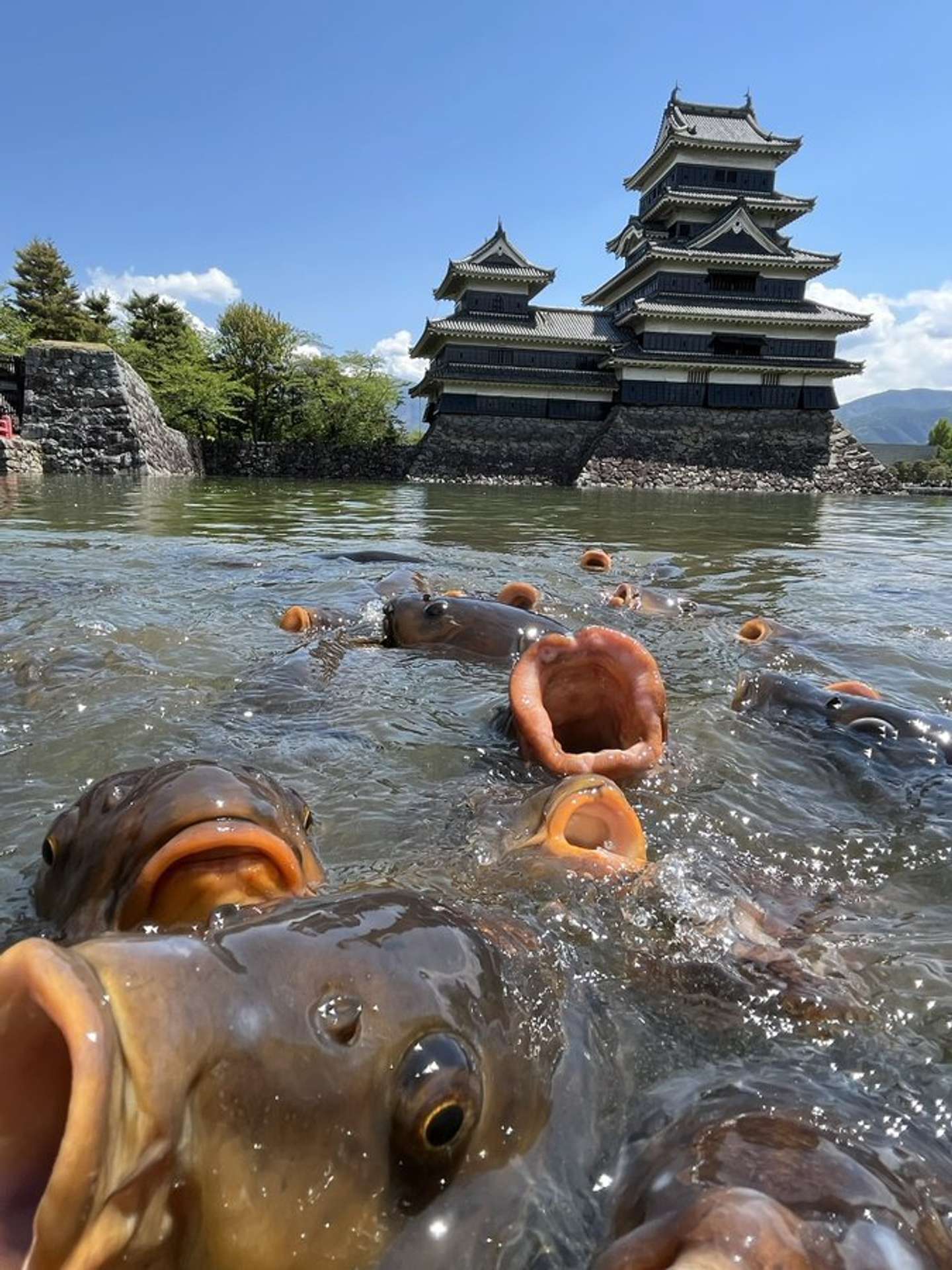 もはや怪獣では 国宝 松本城より気になっちゃう 鯉のアップ にネット騒然 22年5月13日 エキサイトニュース