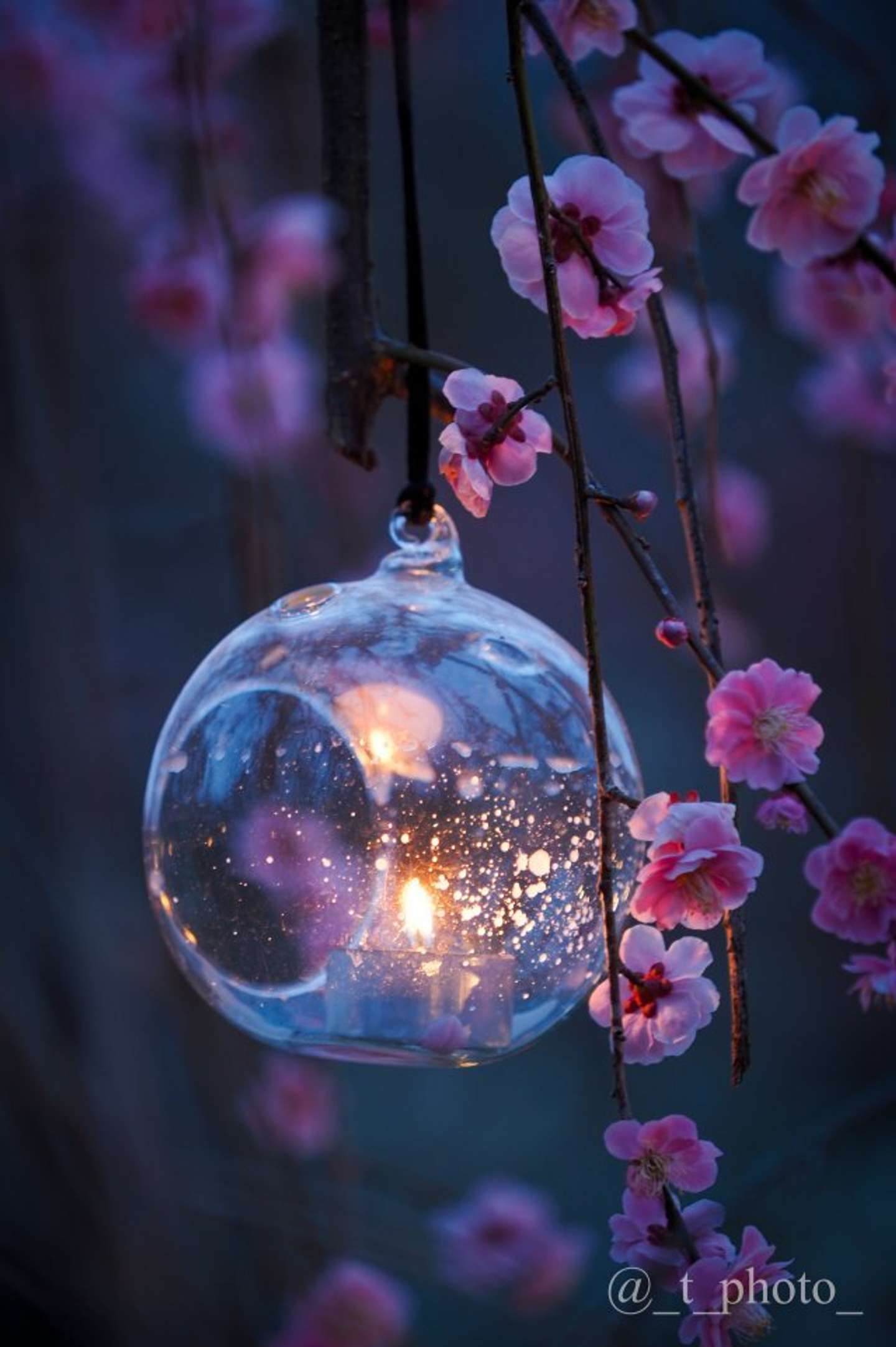 夜空に浮かぶ星みたい 蝋燭と梅の花のツーショットにうっとり 神秘的です めっちゃ綺麗 22年3月26日 エキサイトニュース