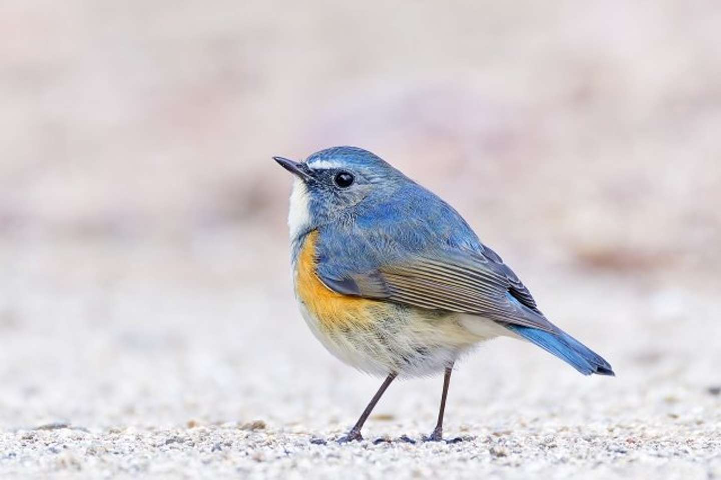 バードウォッチング中の青い球体がSNSで話題に