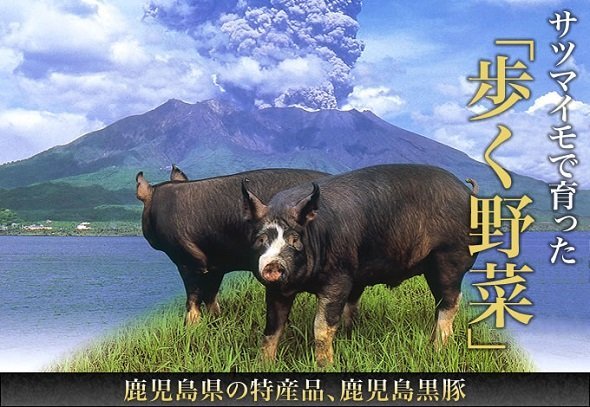 なぜ鹿児島の黒豚は 歩く野菜 と呼ばれるのか 薩摩の謎理論 の歴史を調べてみた 19年9月25日 エキサイトニュース