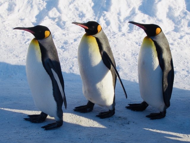 ペンギンがよちよち歩くのはなぜ 生きていくための 進化 だった 19年10月12日 エキサイトニュース