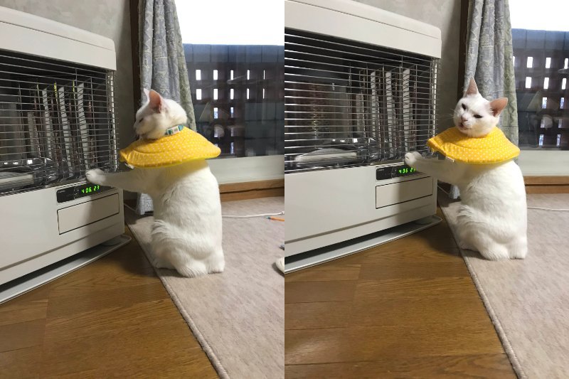 温度上げて と猛烈アピール ストーブ前に陣取るネコが人間にしか見えない 19年12月18日 エキサイトニュース