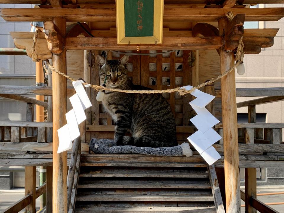 初詣に来たのかニャ 年明けの祠に降臨された 猫神様 がとっても凛々しい 年1月7日 エキサイトニュース