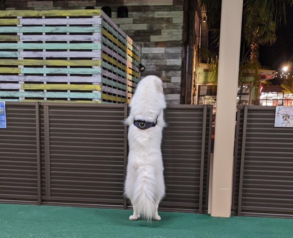 誰か一緒に遊ぼうよ ドッグランで友達を待つワンちゃん 後ろ姿が切ない 年1月24日 エキサイトニュース