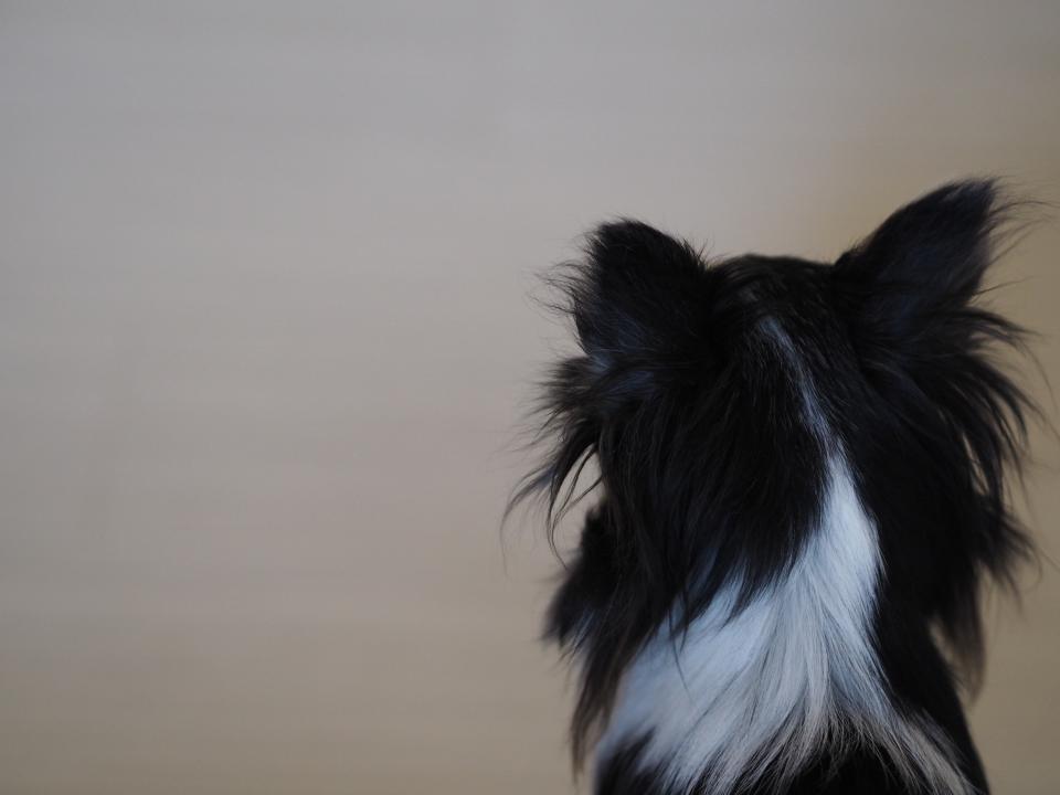 近所の犬に噛まれ うちの娘が大泣き 飼い主に文句を言ったら まさかの言い訳に絶句 兵庫県 50代女性 年3月16日 エキサイトニュース