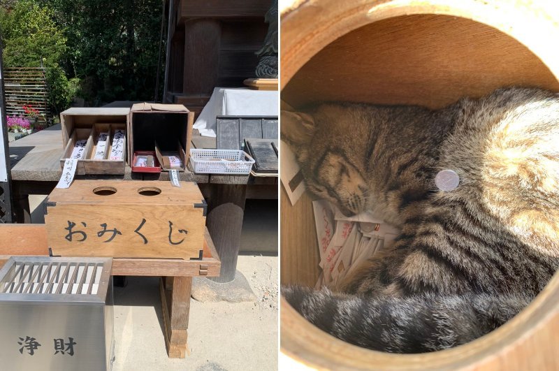 おみくじを引こうと 箱の中に手を入れたら まさかの侵入者にほっこり 年3月26日 エキサイトニュース