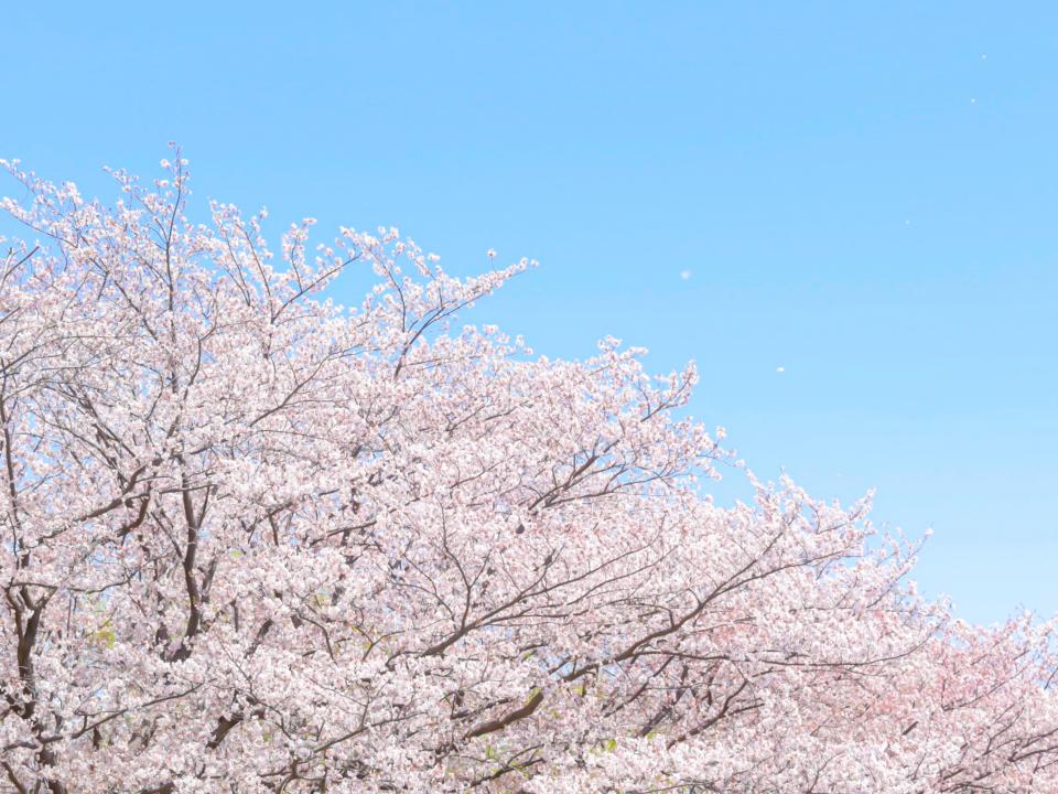 嵐 コブクロ 福山雅治 日本を代表する 桜ソング といえば 年4月2日 エキサイトニュース