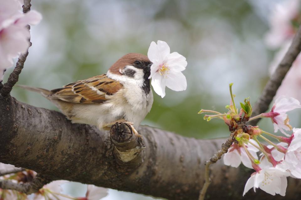 スズメには桜の花をちぎって落とす習性があった その可愛すぎる 犯行の瞬間 がこちら 年4月19日 エキサイトニュース