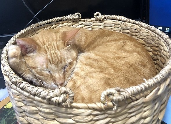 在宅ワーク中の襲撃に悩むネコの飼い主へ 10秒で効果出た と話題の解決法がこちら 年5月14日 エキサイトニュース