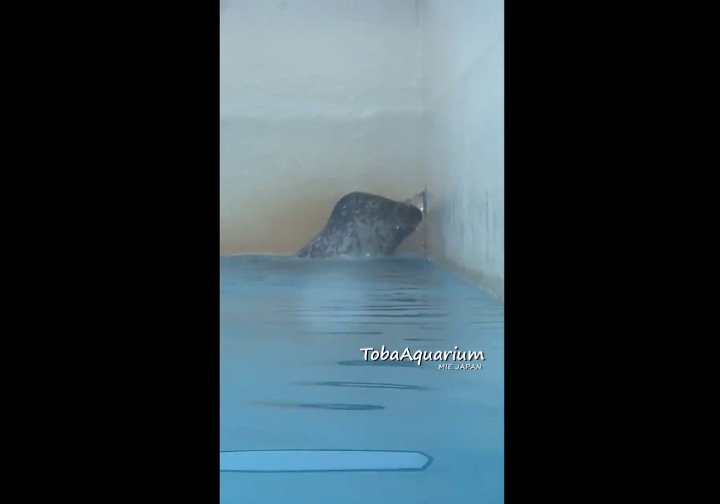 猛暑の中 滝行するアザラシ が目撃される 何をしてるの 水族館に聞くと 少しでも涼を求めて 年8月28日 エキサイトニュース