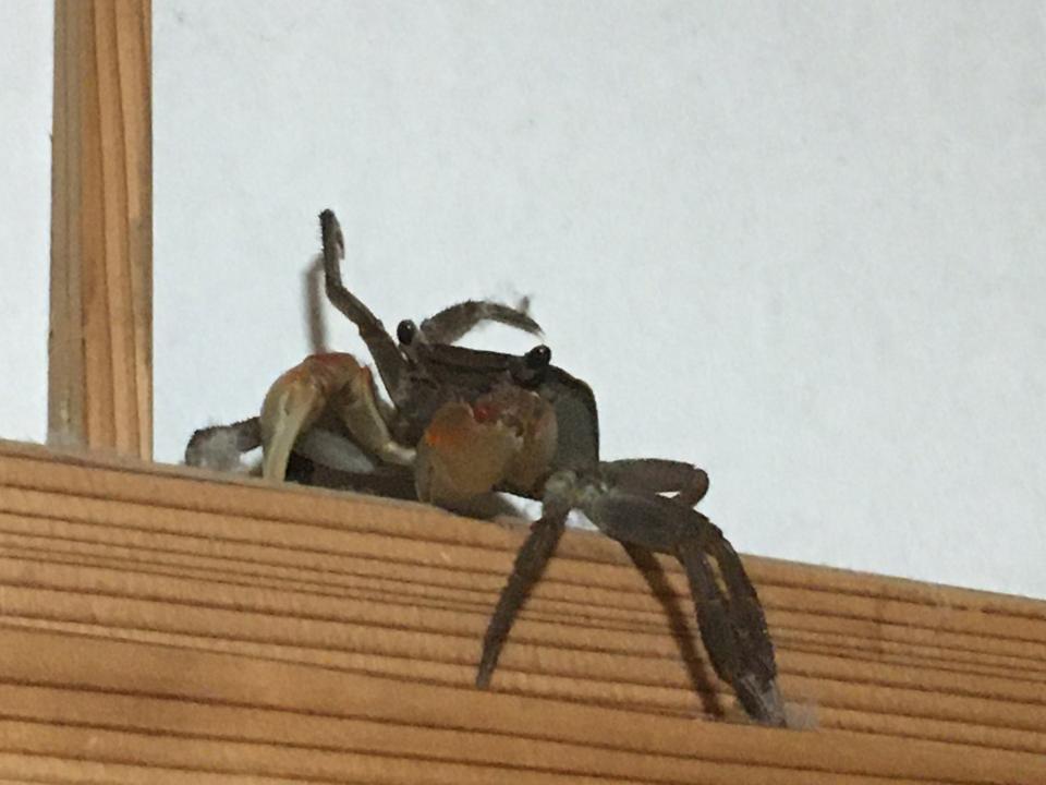 夜中に頭上で カサカサ と嫌な音 Gかと思って見上げると 予想外の犯人に 悲鳴あげました 年9月16日 エキサイトニュース