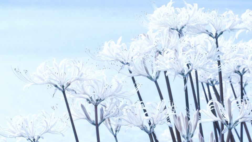 まるで雪の花だ 彼岸花の名所に広がる幻想風景に 白銀の世界みたい ほろりと涙が 年10月4日 エキサイトニュース