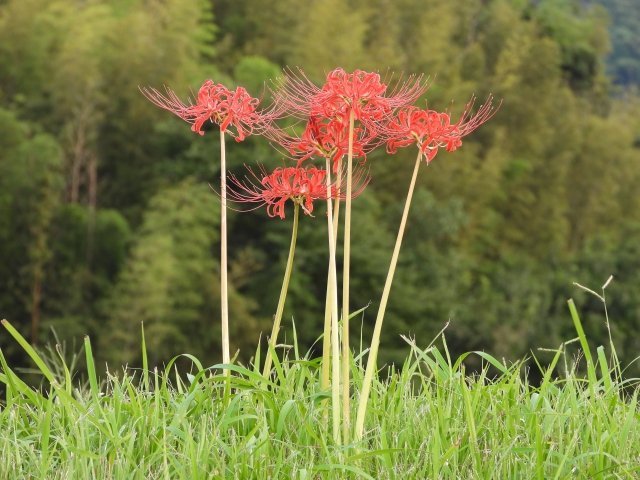 ヒガンバナの葉ってどこにあるの 植物の専門家に聞いてみた 年10月10日 エキサイトニュース