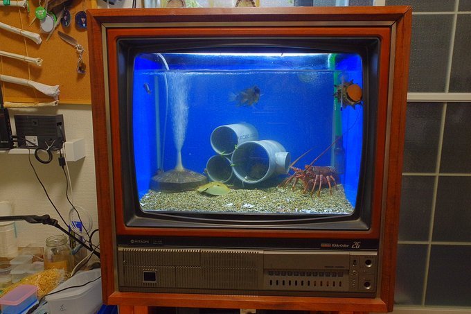 海の生き物番組が 24時間生放送 壊れたブラウン管テレビを利用した水槽が センスの塊 だと話題に 年10月11日 エキサイトニュース