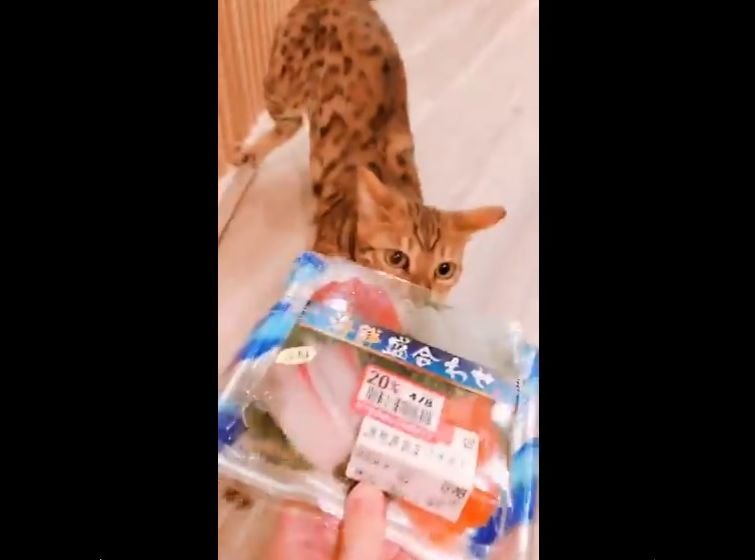 お刺身めぐって飼い主vsニャンコの 戦争 勃発 勝者はどっち 結果を聞くとやさしい世界が待っていた 年10月23日 エキサイトニュース