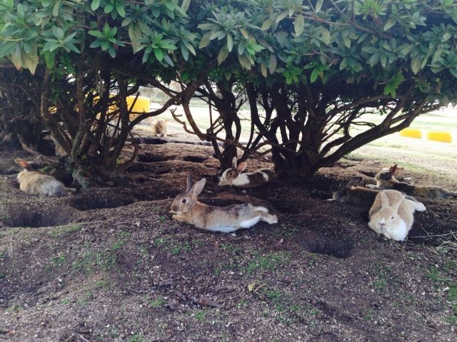 うさぎの島 からウサギが消えた 気になる噂の真相は 年12月19日 エキサイトニュース 2 2