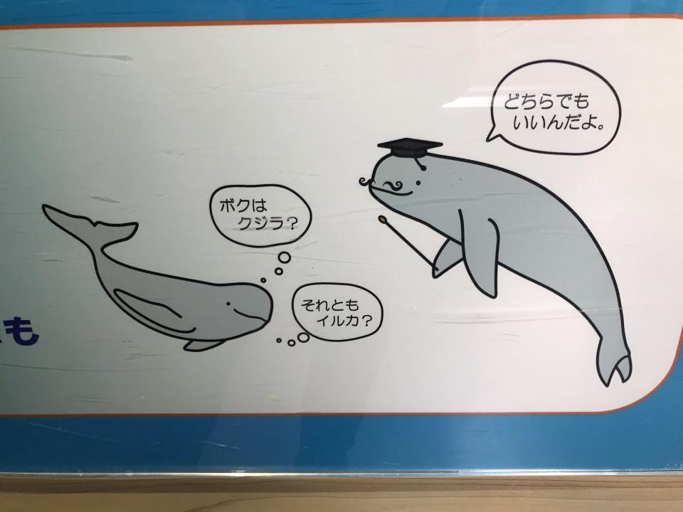 イルカとクジラは 同じ生き物 だった 鳥羽水族館が どちらでもいいんだよ と解説する理由 21年3月1日 エキサイトニュース