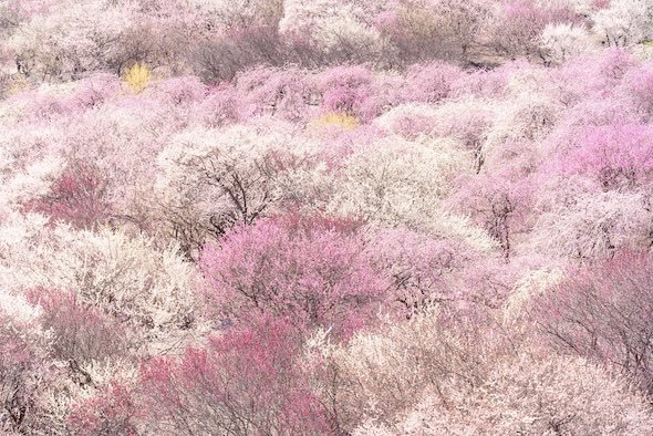 天国か 地元民も知らなかった 梅の名所 三重 いなべ市の絶景を見てみて 21年3月29日 エキサイトニュース