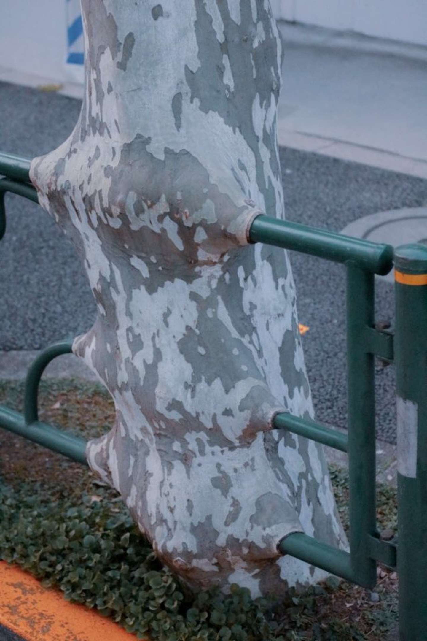 なんだかゾクッとする ガードレールを吸収した木 に注目 なんでこうなるの 樹木医に聞いた 21年5月7日 エキサイトニュース なんだかゾクッとする ガードレールを吸収した木 に注目 なんでこうなるの 樹木医に聞いた 21年5月7日 エキサイトニュース