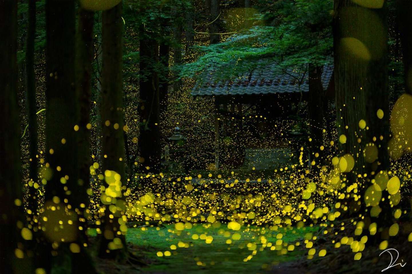 光の川 が流れてるみたい たくさんのホタルが舞い踊る夜の神社が圧倒的に美しい 21年5月14日 エキサイトニュース