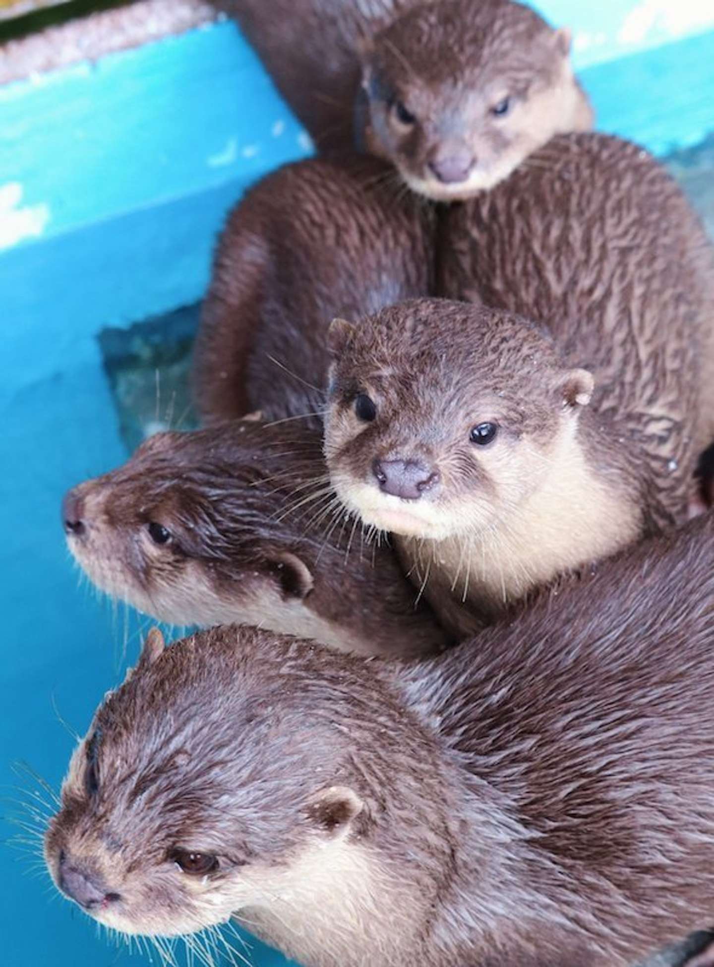 こんなウソなら大歓迎 桂浜水族館の ウソにウソを重ねた ツイートに反響 21年6月11日 エキサイトニュース