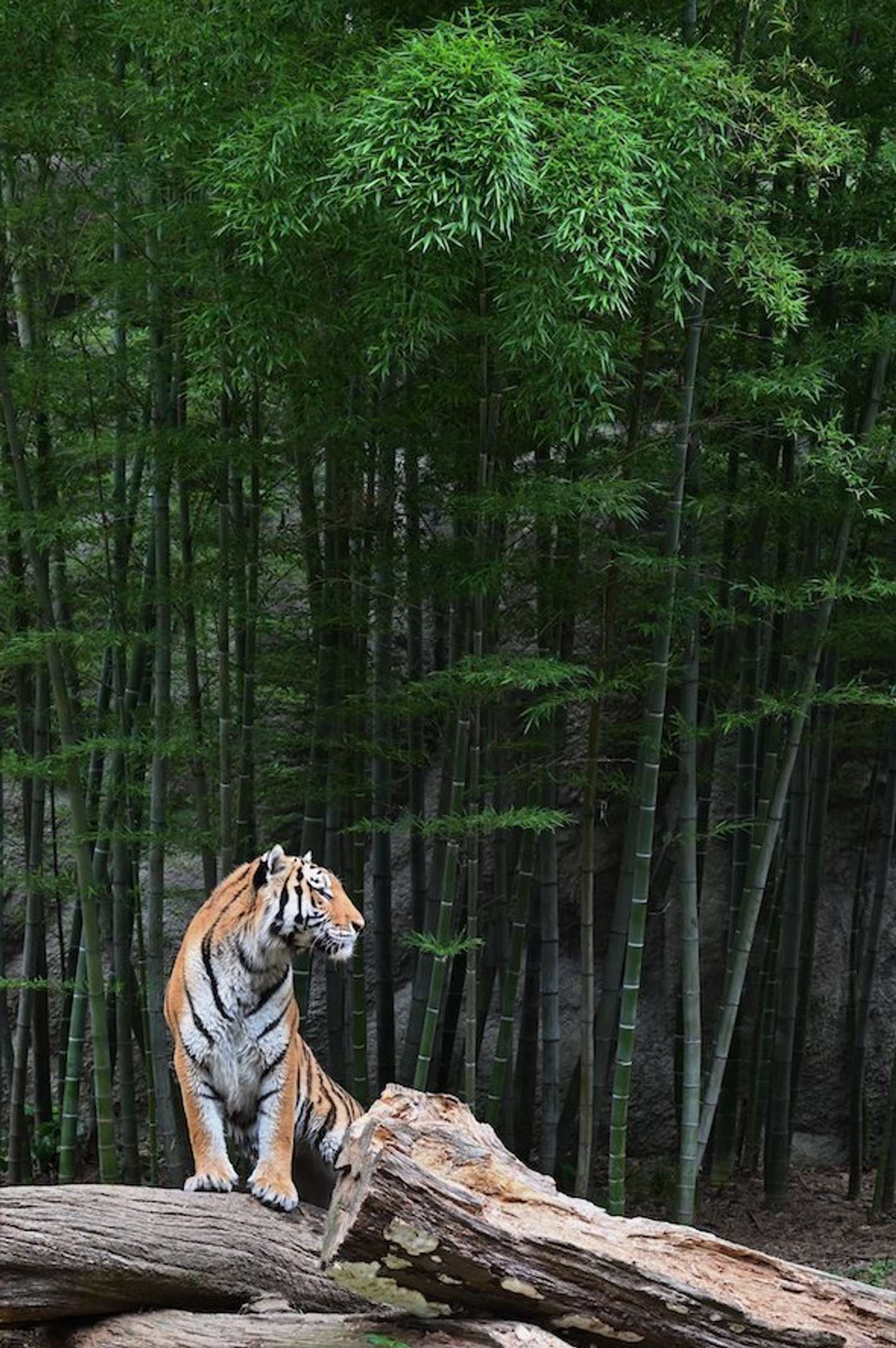 まるで 山月記 の世界だ 浜松の動物園で撮影された 竹林にたたずむ虎 に反響 21年6月30日 エキサイトニュース