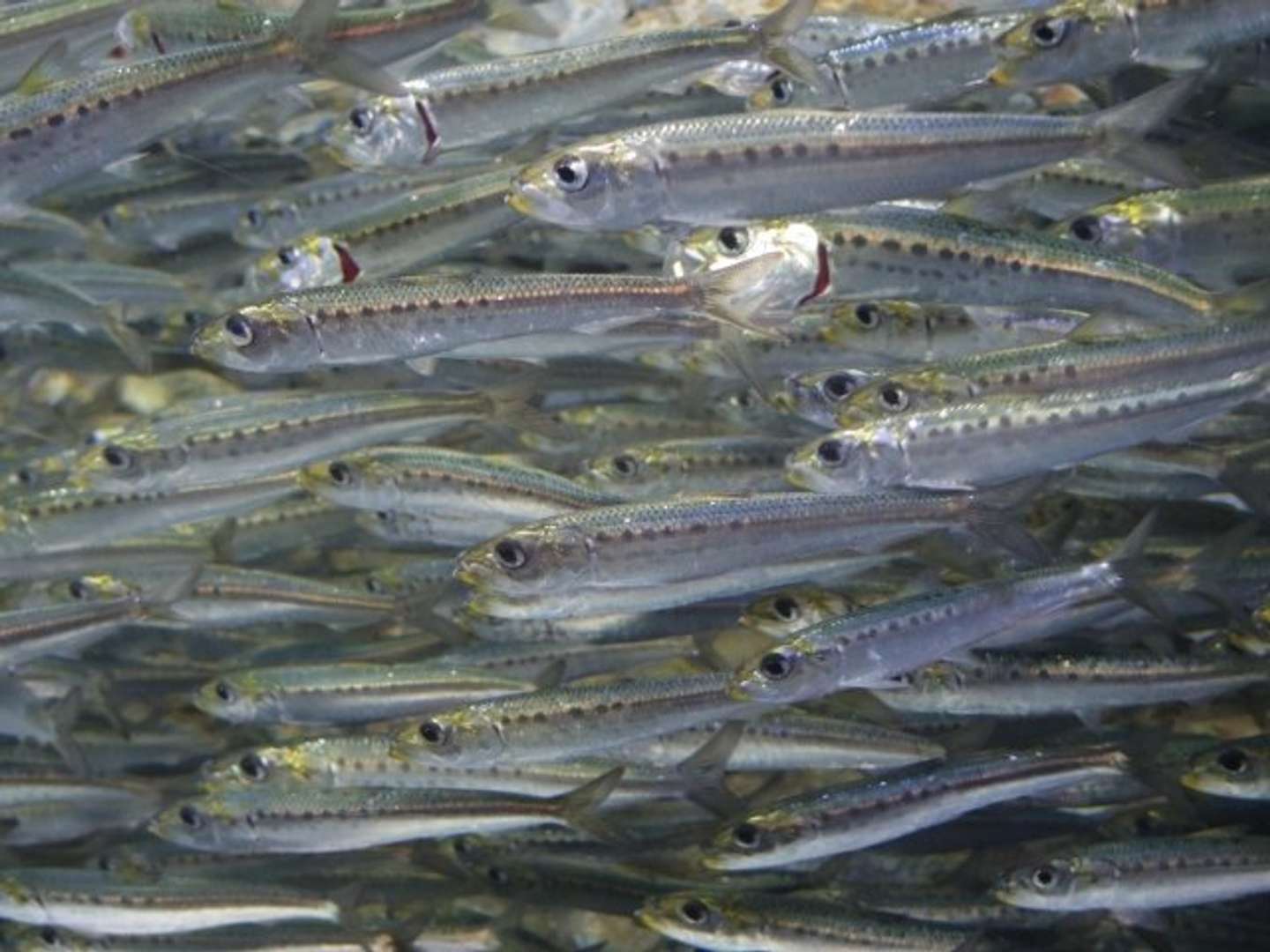 梅雨にピッタリな食材は イワシ だった 日差し不足の日々を乗り切る秘訣とは 21年7月2日 エキサイトニュース