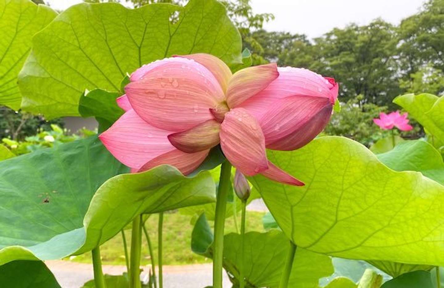 日本書紀にも書かれた 吉兆 現る 大船の植物園で超絶珍しい 双頭蓮 が開花 追記あり 21年7月6日 エキサイトニュース