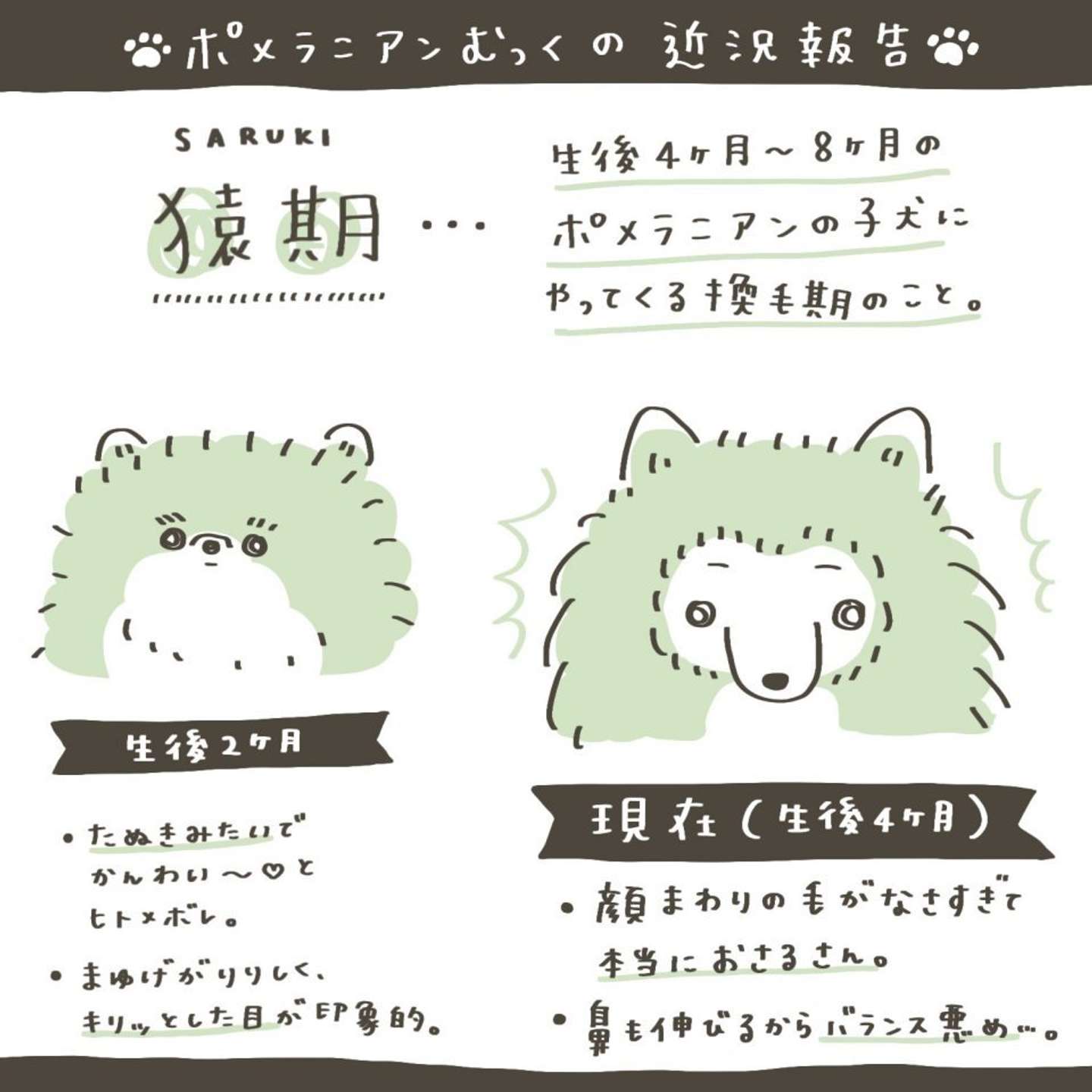 期間限定のかわいさ ポメラニアンの子犬にやってくる 猿期 マジで お猿さん すぎて愛おしい 21年8月7日 エキサイトニュース 3 3