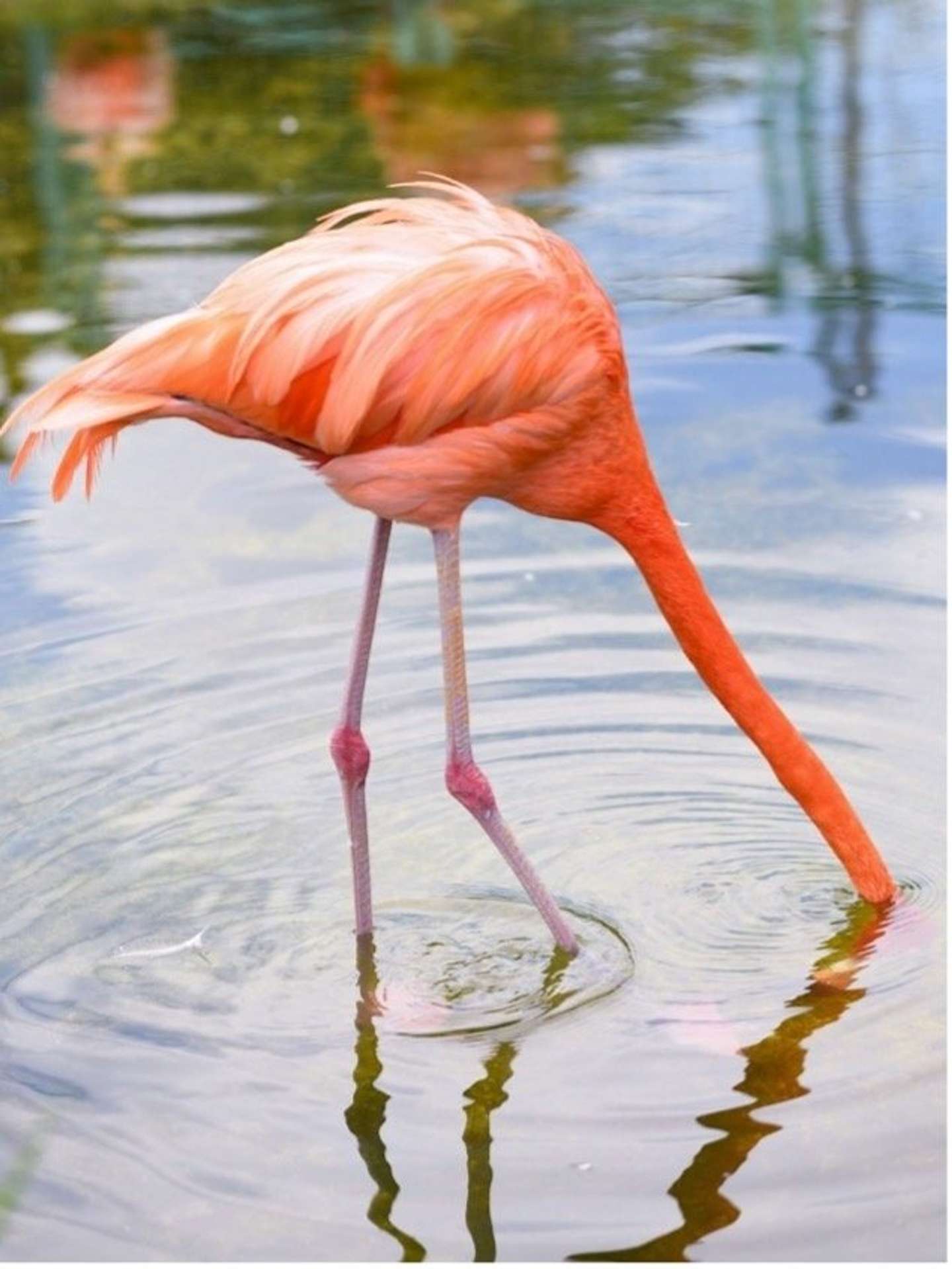 見てるこっちが鼻痛い 頭をズッポリ水に突っ込むフラミンゴに反響 どういう行動 動物園に聞いた 21年8月日 エキサイトニュース