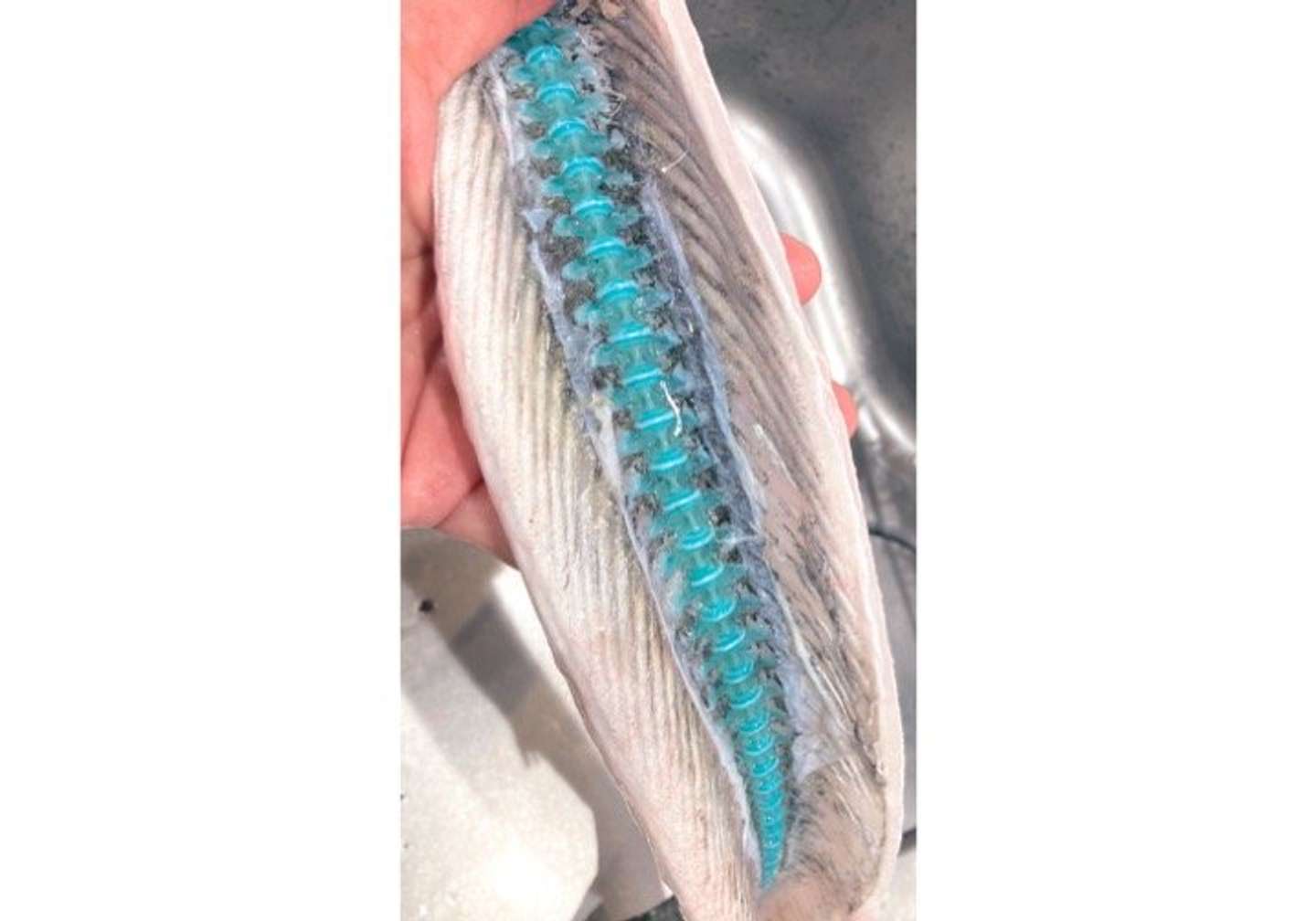 プラスチックのオモチャみたい 釣った魚を開いたら 背骨がめっちゃ青かった 水族館に理由を聞くと 21年9月16日 エキサイトニュース
