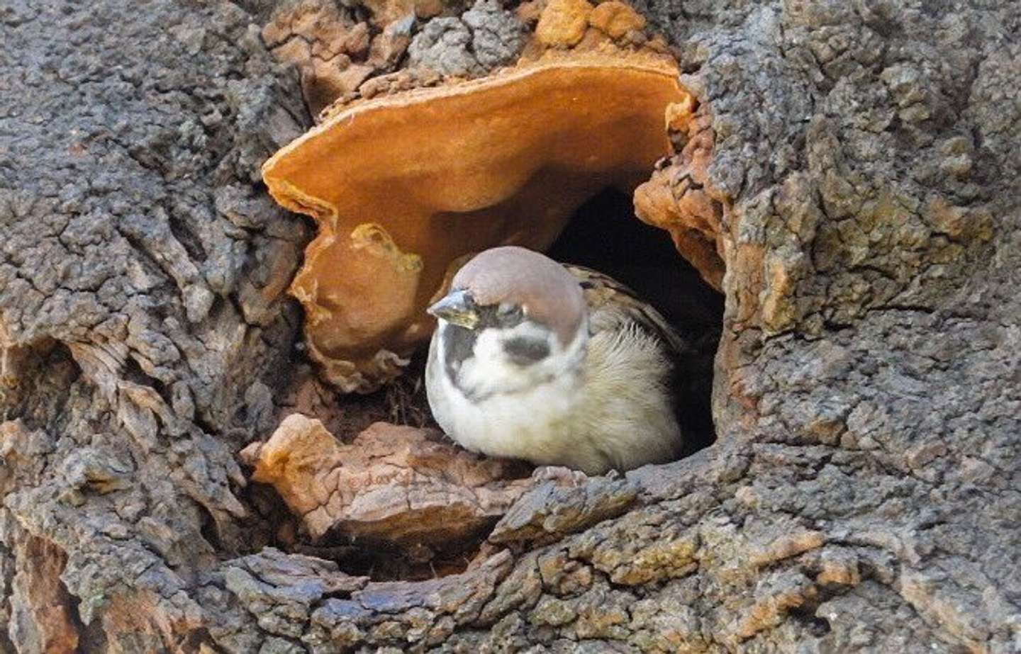 ここなら安心だねっ 木の うろ でウトウトしちゃうスズメがたまらん可愛さ 21年10月28日 エキサイトニュース ここなら安心だねっ 木の うろ でウトウトしちゃうスズメがたまらん可愛さ 21年10月28日 エキサイトニュース